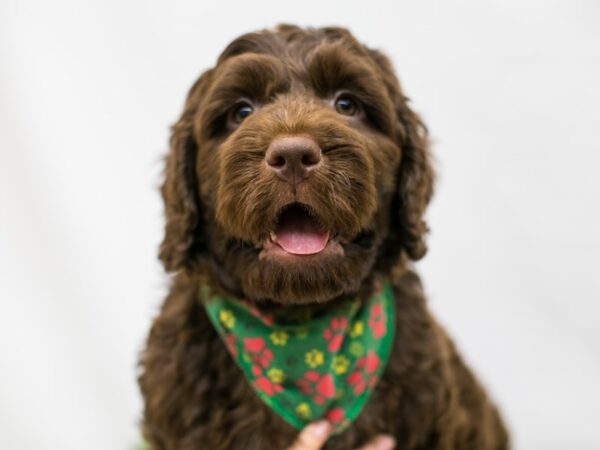 Labradoodle DOG Male Chocolate 14515 Petland Wichita, Kansas