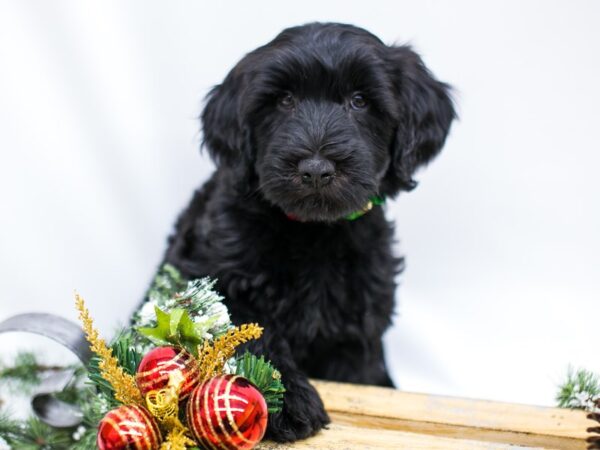 Whoodle DOG Female Black 14517 Petland Wichita, Kansas