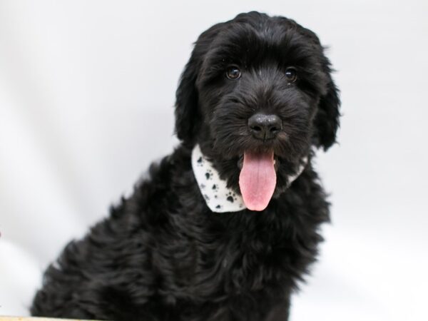 Whoodle DOG Male Black 14516 Petland Wichita, Kansas