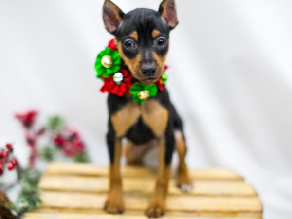 Min Pin DOG Female Black and Rust 14513 Petland Wichita, Kansas