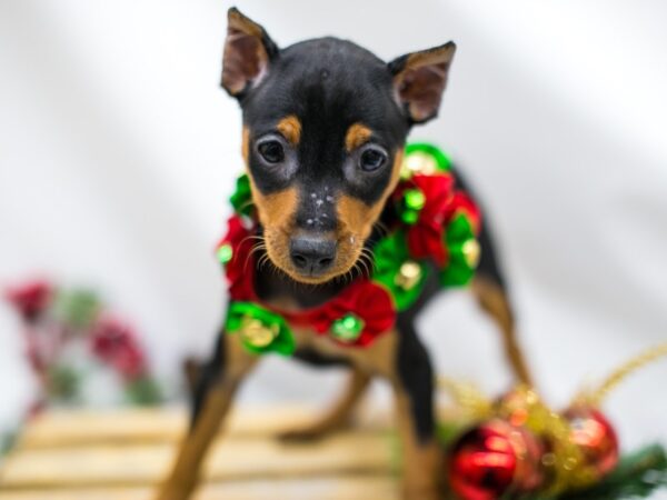 Min Pin DOG Female Black and Rust 14512 Petland Wichita, Kansas