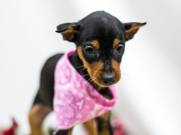 Min Pin DOG Female Black and Rust 14511 Petland Wichita, Kansas