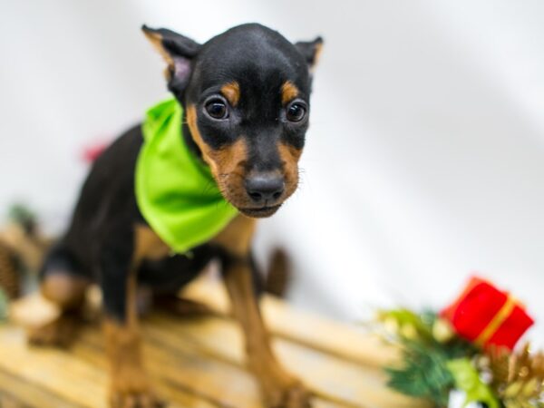 Min Pin DOG Male Black and Rust 14510 Petland Wichita, Kansas