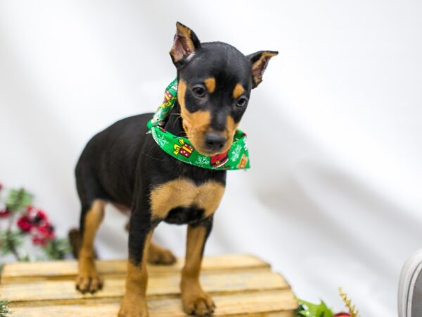 Min Pin DOG Male Black and Rust 14509 Petland Wichita, Kansas