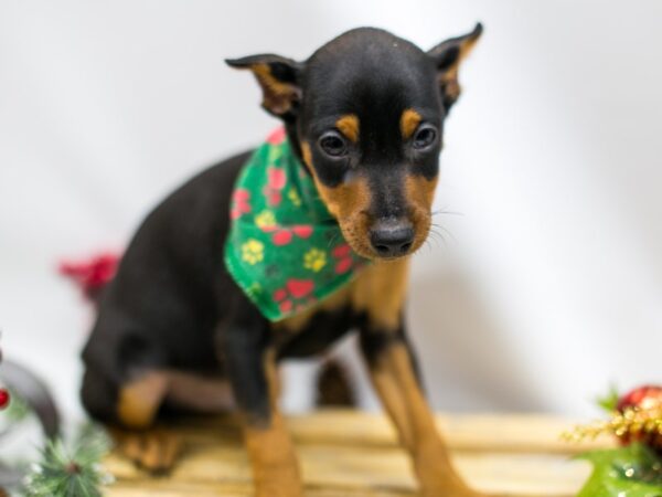 Min Pin DOG Male Black and Rust 14508 Petland Wichita, Kansas