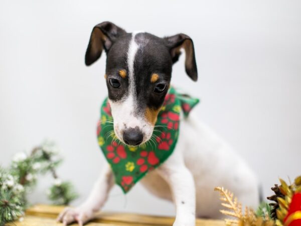 Jack Russell Terrier DOG Male White Black and Tan 14507 Petland Wichita, Kansas