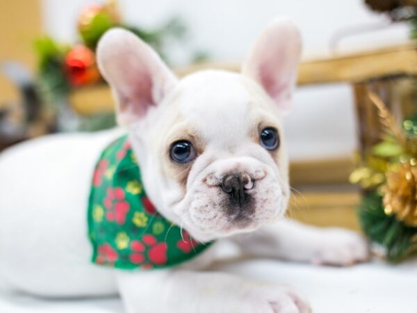 French Bulldog DOG Male White and Cream 14506 Petland Wichita, Kansas