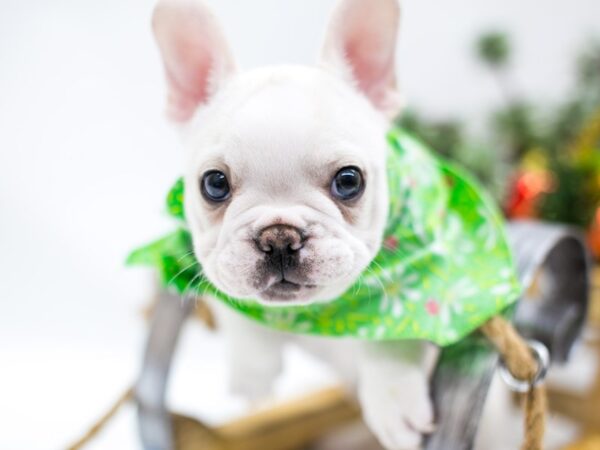 French Bulldog DOG Male White with Cream 14505 Petland Wichita, Kansas