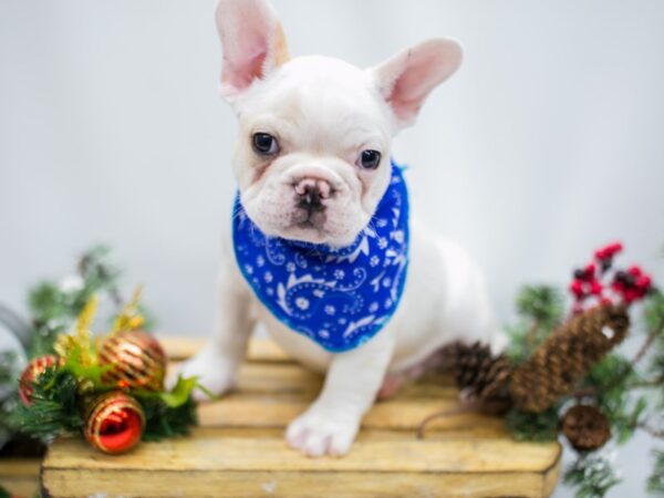 French Bulldog DOG Male White and Cream 14504 Petland Wichita, Kansas