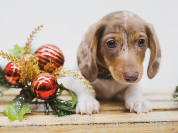 Miniature Dachshund DOG Male Red Dapple Pibald 14573 Petland Wichita, Kansas