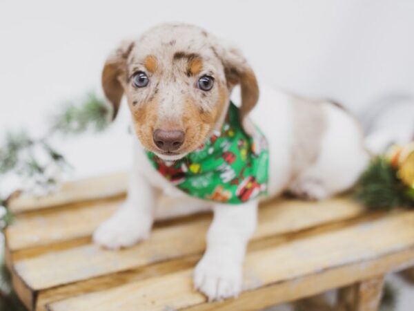 Miniature Dachshund DOG Male Red Dapple Pibald 14572 Petland Wichita, Kansas