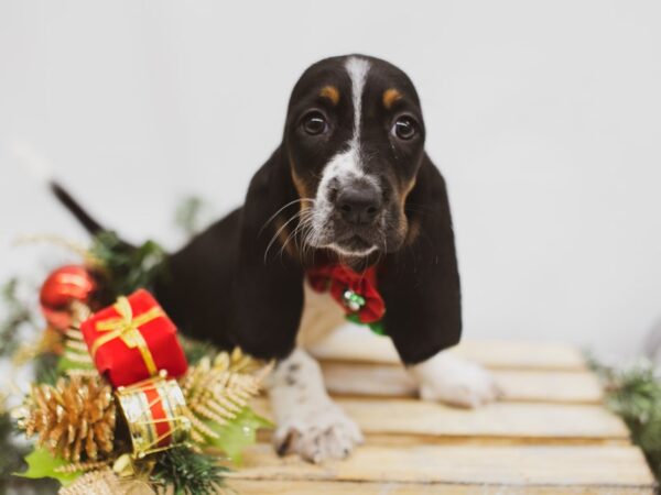 Basset Hound-DOG-Female-Black, White, Tan-14571-Petland Wichita, Kansas