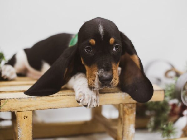 Basset Hound-DOG-Male-Black, White, Tan-14570-Petland Wichita, Kansas