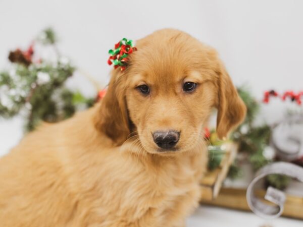 Golden Retriever DOG Female Dark Golden 14569 Petland Wichita, Kansas