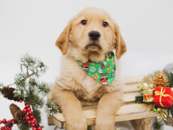 Golden Retriever DOG Male Dark Golden 14568 Petland Wichita, Kansas