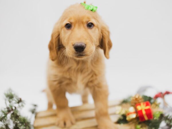 Golden Retriever DOG Female Dark Golden 14567 Petland Wichita, Kansas