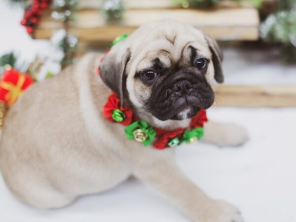 Miniature Bulldog-DOG-Female-Fawn-14566-Petland Wichita, Kansas