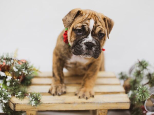 2nd Generation Mini Bulldog-DOG-Female-Brindle & White-14565-Petland Wichita, Kansas