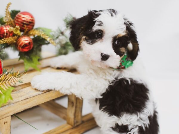 Cava Poo DOG Male Black, White, Tan 14564 Petland Wichita, Kansas