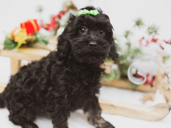 Cock A Poo 2nd Gen DOG Female Black 14563 Petland Wichita, Kansas