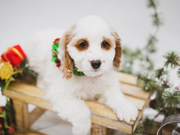 Cock A Poo-DOG-Female-White & Buff-14562-Petland Wichita, Kansas