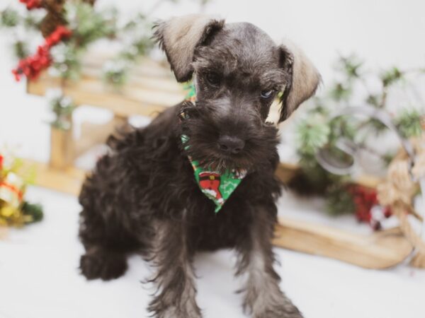 Miniature Schnauzer-DOG-Male-Black and Silver-14561-Petland Wichita, Kansas