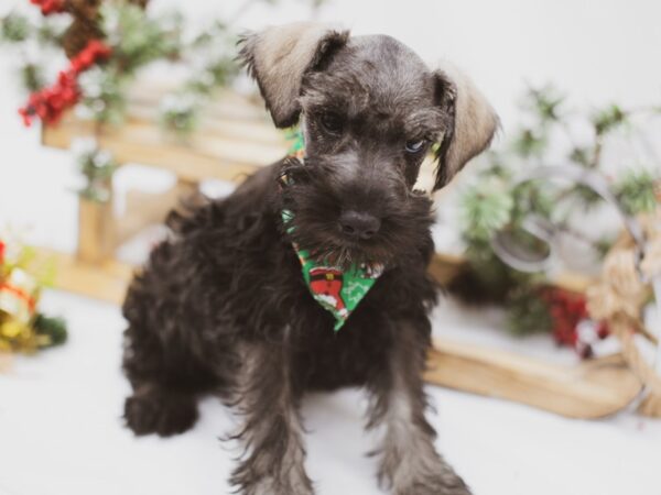 Miniature Schnauzer DOG Male Black and Silver 14561 Petland Wichita, Kansas