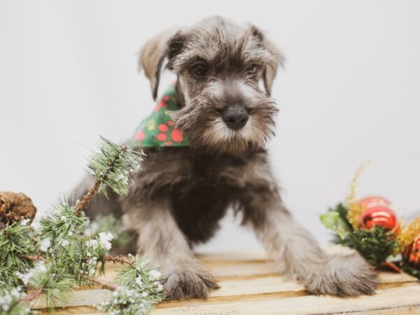 Miniature Schnauzer DOG Male Salt and Pepper 14560 Petland Wichita, Kansas