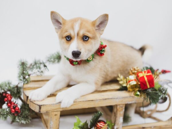 Pomsky DOG Female Red & White 14559 Petland Wichita, Kansas