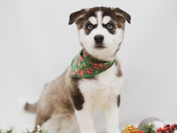 Pomsky DOG Male Brown & White 14558 Petland Wichita, Kansas