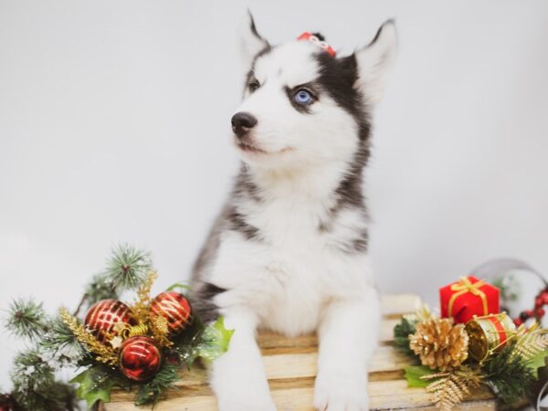 Siberian Husky DOG Female Black & White 14557 Petland Wichita, Kansas