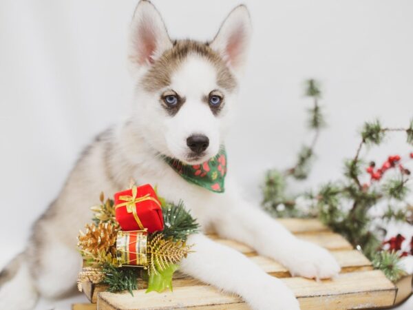 Siberian Husky DOG Male Grey & White 14556 Petland Wichita, Kansas