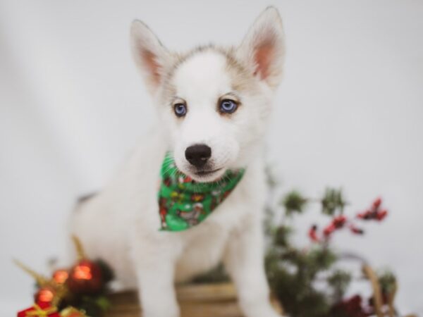 Siberian Husky DOG Male Grey & White 14555 Petland Wichita, Kansas