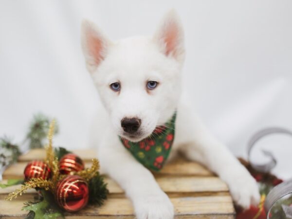 Siberian Husky DOG Male White 14554 Petland Wichita, Kansas