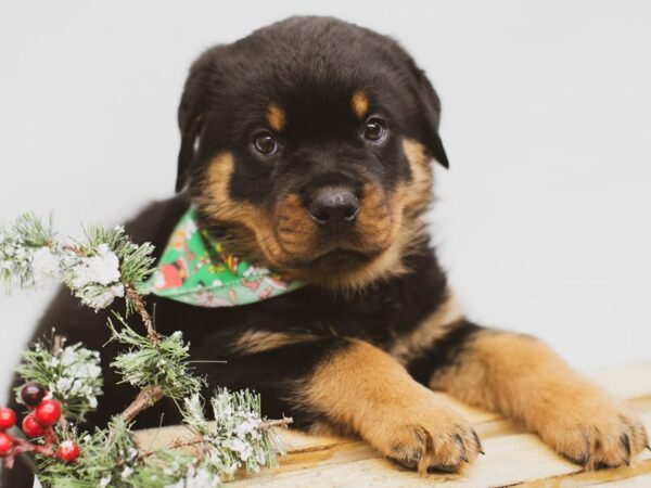 Rottweiler DOG Male Black & Tan 14598 Petland Wichita, Kansas