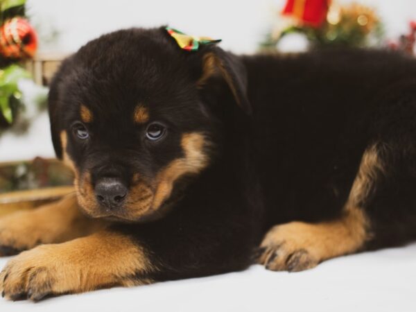 Rottweiler DOG Female Black & Tan 14599 Petland Wichita, Kansas