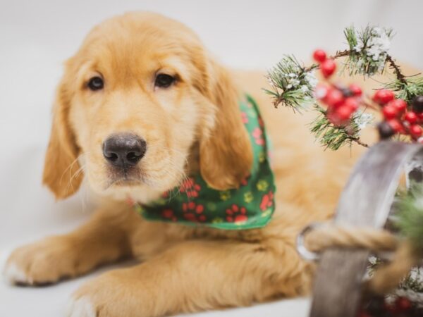 Golden Retriever DOG Male Golden 14579 Petland Wichita, Kansas