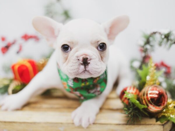 French Bulldog-DOG-Male-Fawn & White-14575-Petland Wichita, Kansas