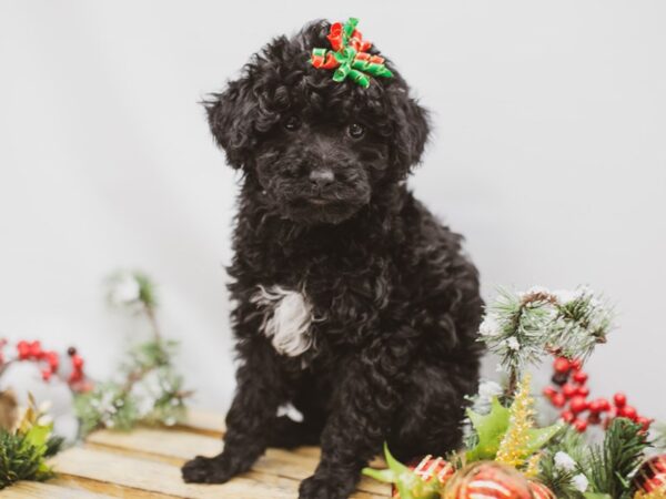 Toy Poodle DOG Female Black 14574 Petland Wichita, Kansas