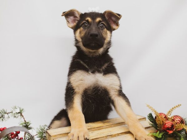 German Shepherd DOG Female Black & Tan 14578 Petland Wichita, Kansas