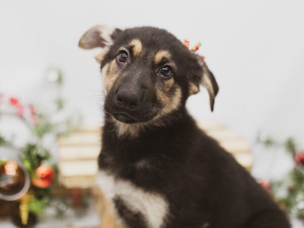 German Shepherd DOG Female Black & Tan 14577 Petland Wichita, Kansas