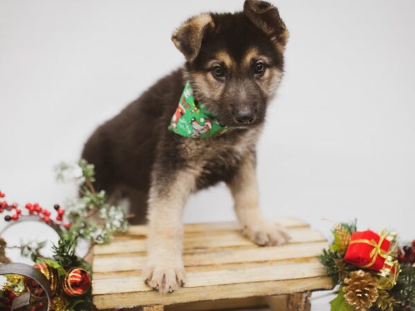 German Shepherd DOG Male Black & Tan 14576 Petland Wichita, Kansas