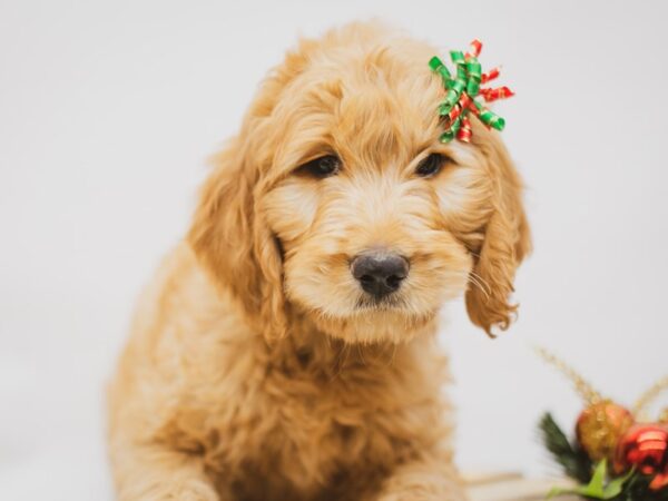 Goldendoodle-DOG-Female-Dark Golden-14611-Petland Wichita, Kansas