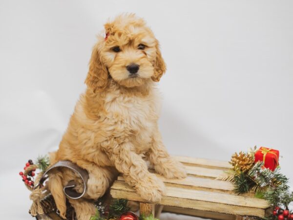 Goldendoodle-DOG-Female-Dark Golden-14610-Petland Wichita, Kansas