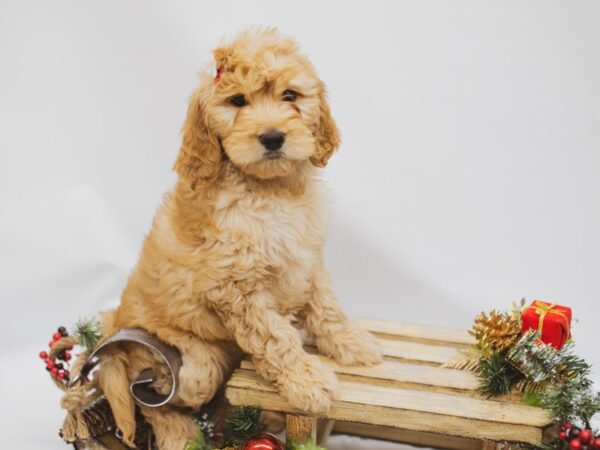 Goldendoodle DOG Female Dark Golden 14610 Petland Wichita, Kansas