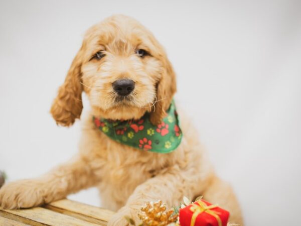 Goldendoodle DOG Male Dark Golden 14609 Petland Wichita, Kansas