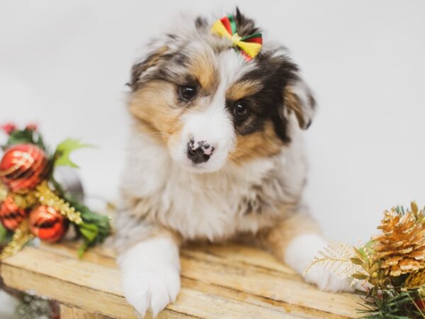 Miniature Australian Shepherd DOG Female Blue Merle 14582 Petland Wichita, Kansas