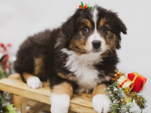 Miniature Australian Shepherd DOG Female Black Tri 14581 Petland Wichita, Kansas