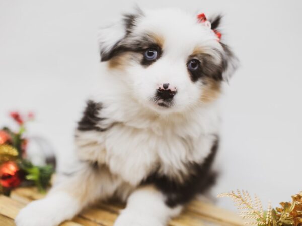 Miniature Australian Shepherd DOG Female Blue Merle 14580 Petland Wichita, Kansas