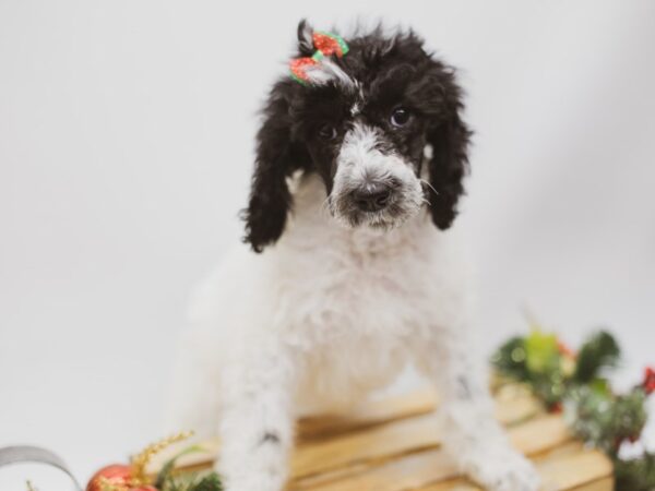 Standard Poodle DOG Female White & Black 14608 Petland Wichita, Kansas